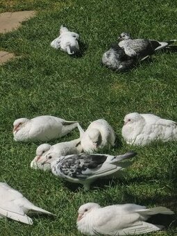 BIELE POŠTOVÉ HOLUBY