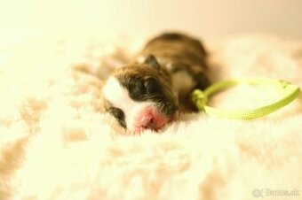 Americký stafordšírský teriér - štěňátko s PP