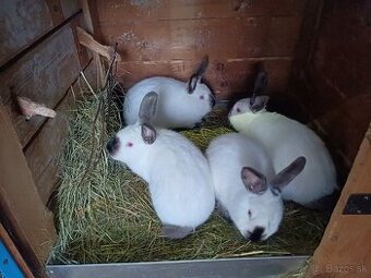 Kalifórnsky králik