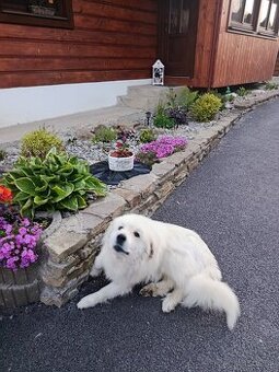 Darujem horského pyrenejského psa