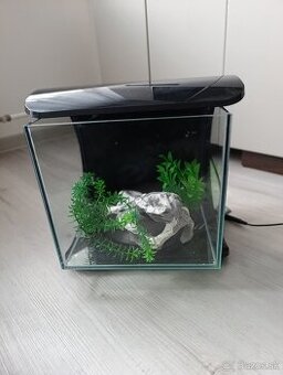 Nano Aquarium Silhouette Tetra