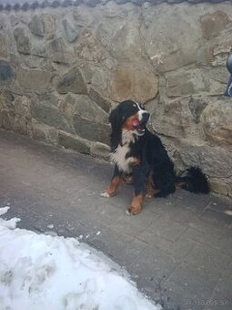 Bernský salašnícky pes