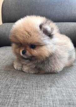 Pomeranian mini/boo
