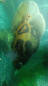 Astronotus ocellatus