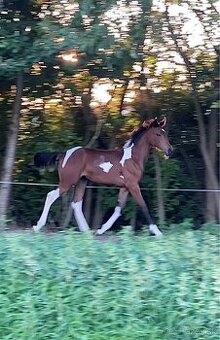 Výnimočná kobylka na predaj