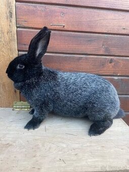 Predám samicu kríženec Vss