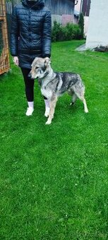 Československý vlčiak