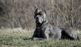 Americký bandog – krytie