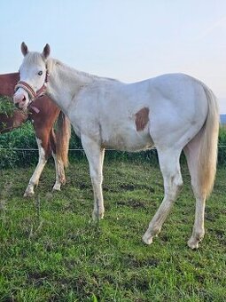 Paint Horse,  aph žrebček