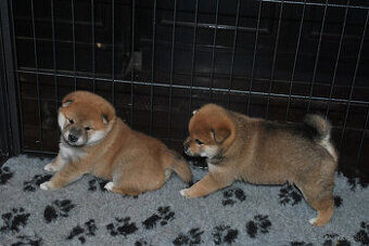 Shiba Inu- predaj šteniatok
