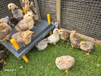 Predám nasadové vajíčka araucana