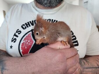 Veverička obyčajná Sciurus vulgaris