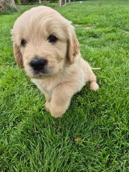 Zlaty retriever