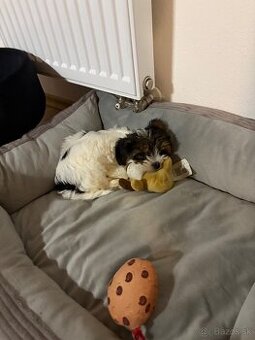 Biewer Yorkshire terier