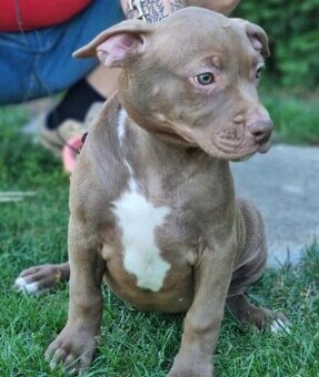 XL american bully puppies🥹