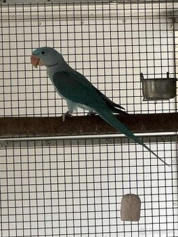 Alexander velký mutacia