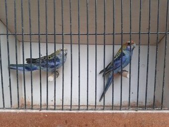 Predám odchov 2025 Alex., Penant, Rozela