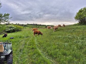 Predaj hovädzie mäso BIO