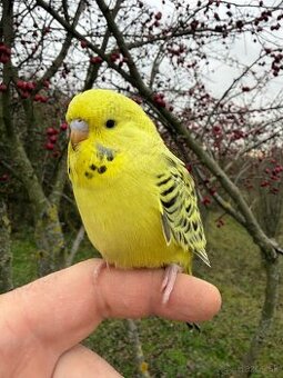 Andulka TCB mlada Maznačik