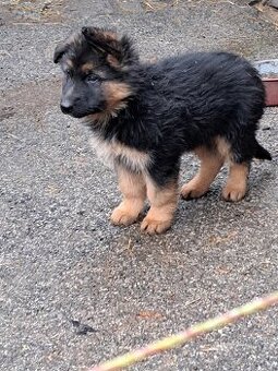 Predám šteniatka nemecký ovčiak