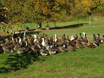 Predám ruanské kačky