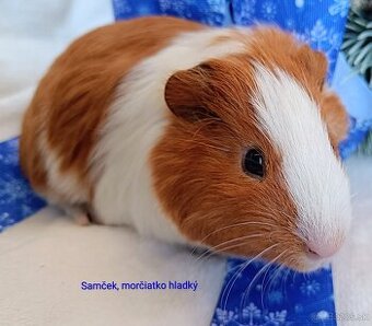 Morča/Morčiatko samček krátkosrstý k, hladký