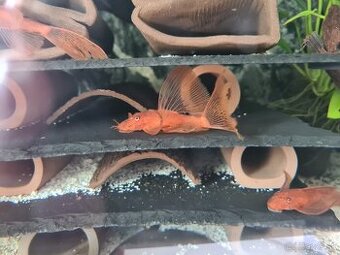 Ancistrus Super Red Long Fin - posledne kusy