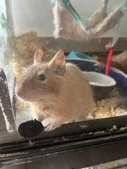 Osmak degu