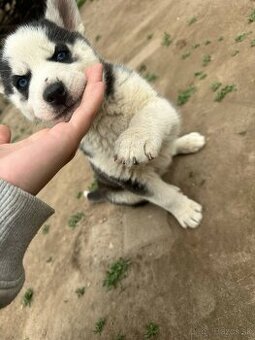 Sibírsky husky šteniatka