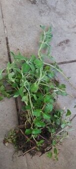 Záhradná bylinka oregano