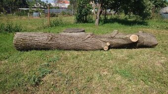 Orechový kmeň