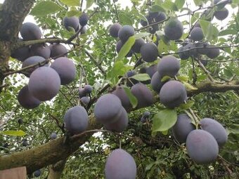 📌BIO slivky TOPTASTE – na lekvár/zaváranie, Šamorín