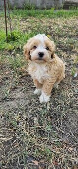 Maltipoo