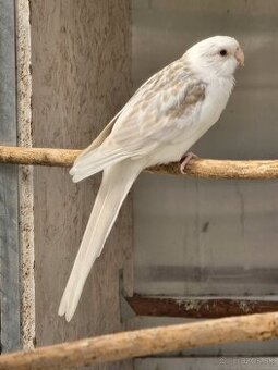 Rozeli pestré albino