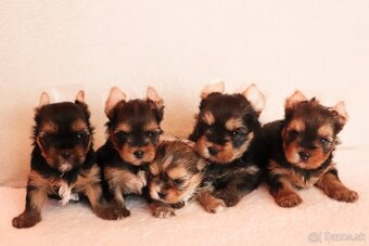 Yorkshire Terrier, York, Jork, Yorkshirsky teriér, šteniatka