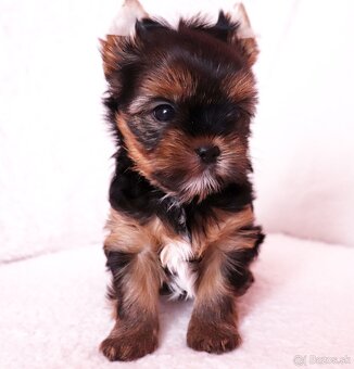 Yorkshire Terrier, York, Jork, Yorkshirsky teriér, šteniatka