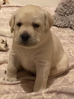 Labrador žlté šteniatka s PP