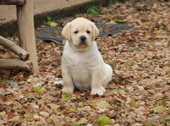 Labrador žlté šteniatka s PP