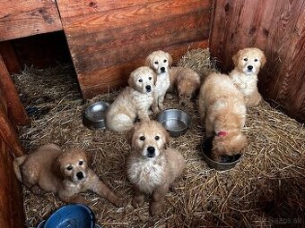 Zlatý retriver šteniatka