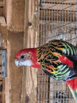 Rozela / rozela pestrá