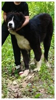 Stredoázijský ovčiak alabai