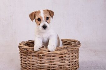 Psík Jack Russell Terrier hľadám  nový domov🏡