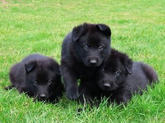 Nemecký ovčiak - šteniatka s PP - čierna sučka