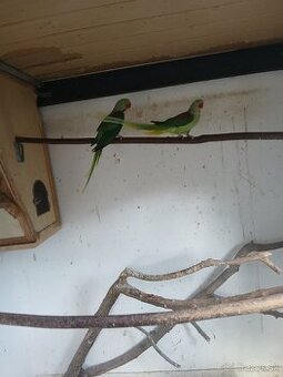 Predám alexandre velke 300e za par.