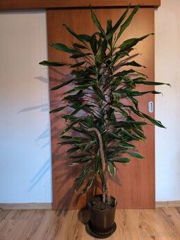 Dracena - Golden coast