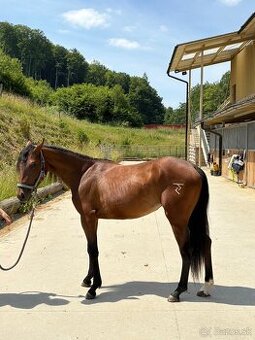 QH kobyla