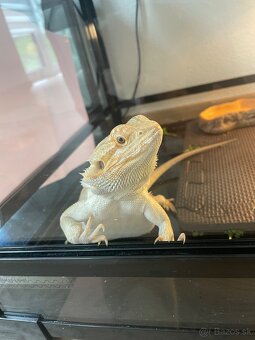 Agama bradata