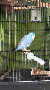 predám Forpus coelestis- Papagájik šedokrídly