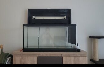 Axolotl