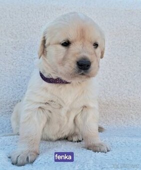 Predám Šteniatka Zlaty retriever-Golden retriever